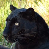 Stanford - Panthera Africa Big Cat Sanctuary - Pardus the Panther 